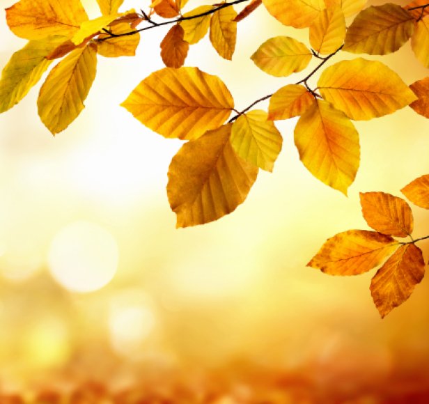 Débarrassez-vous pour de bon des feuilles dans la piscine !